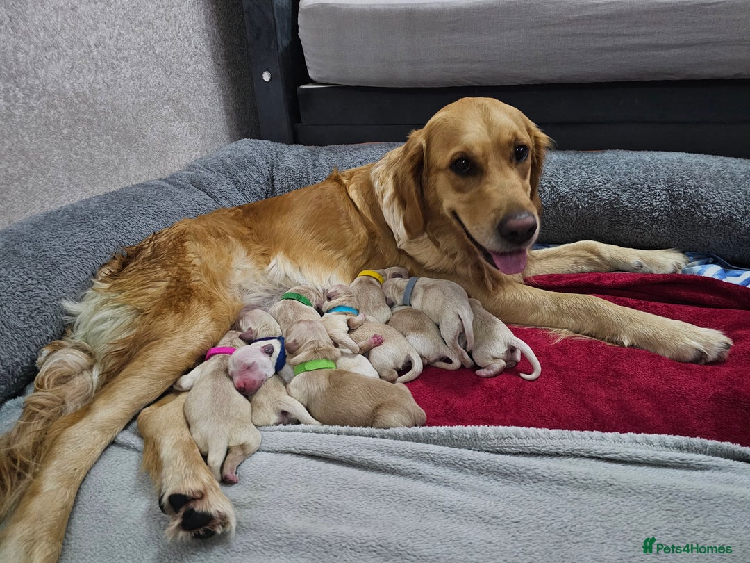 Golden Retriever dogs for sale: Lovely Golden Retriever puppies ❤️  - Image 1