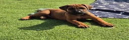 Rhodesian Ridgeback dogs for sale: 4x FEMALE RHODESIAN RIDGEBACK PUPS!! - Advert 27