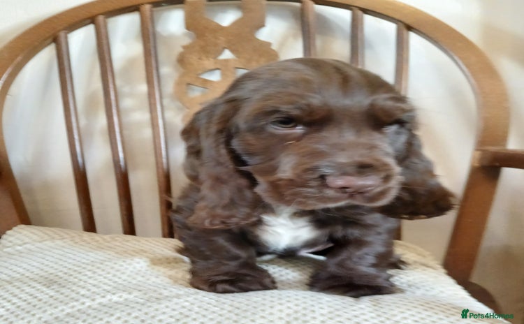 Cocker Spaniel dogs - Advert 10