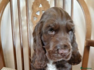 Cocker Spaniel dogs - Advert 32