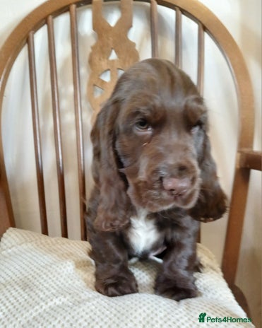 Cocker Spaniel dogs - Advert 1