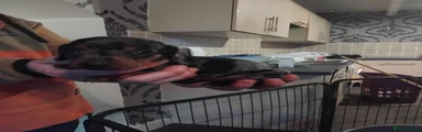 Miniature Dachshund 1