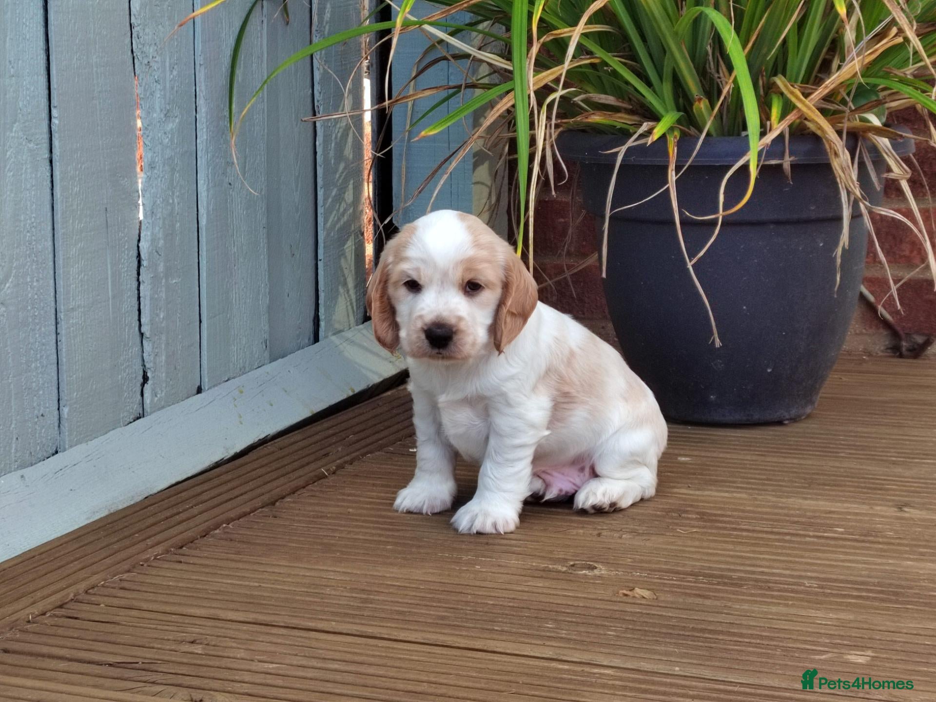 Cocker Spaniel dogs KC REG COCKER SPANIEL MALE - Advert 20