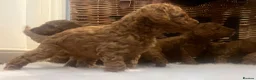 Cavapoo dogs for sale: Stunning deep red TOY cavapoo pups - Advert 23