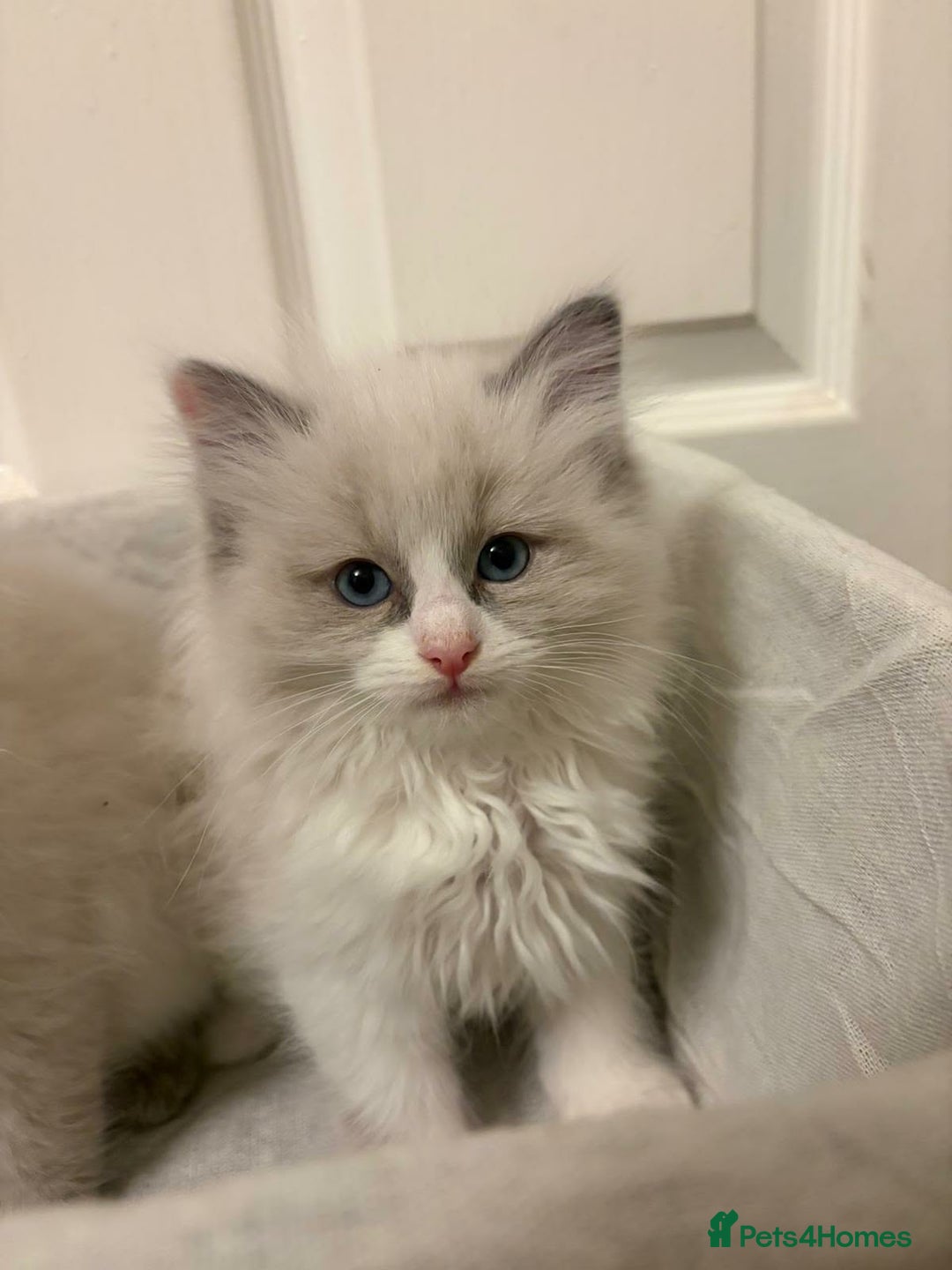 Ragdoll cats for sale: 3 GORGEOUS RAGDOLL BOY KITTENS READY NOW - Advert 6