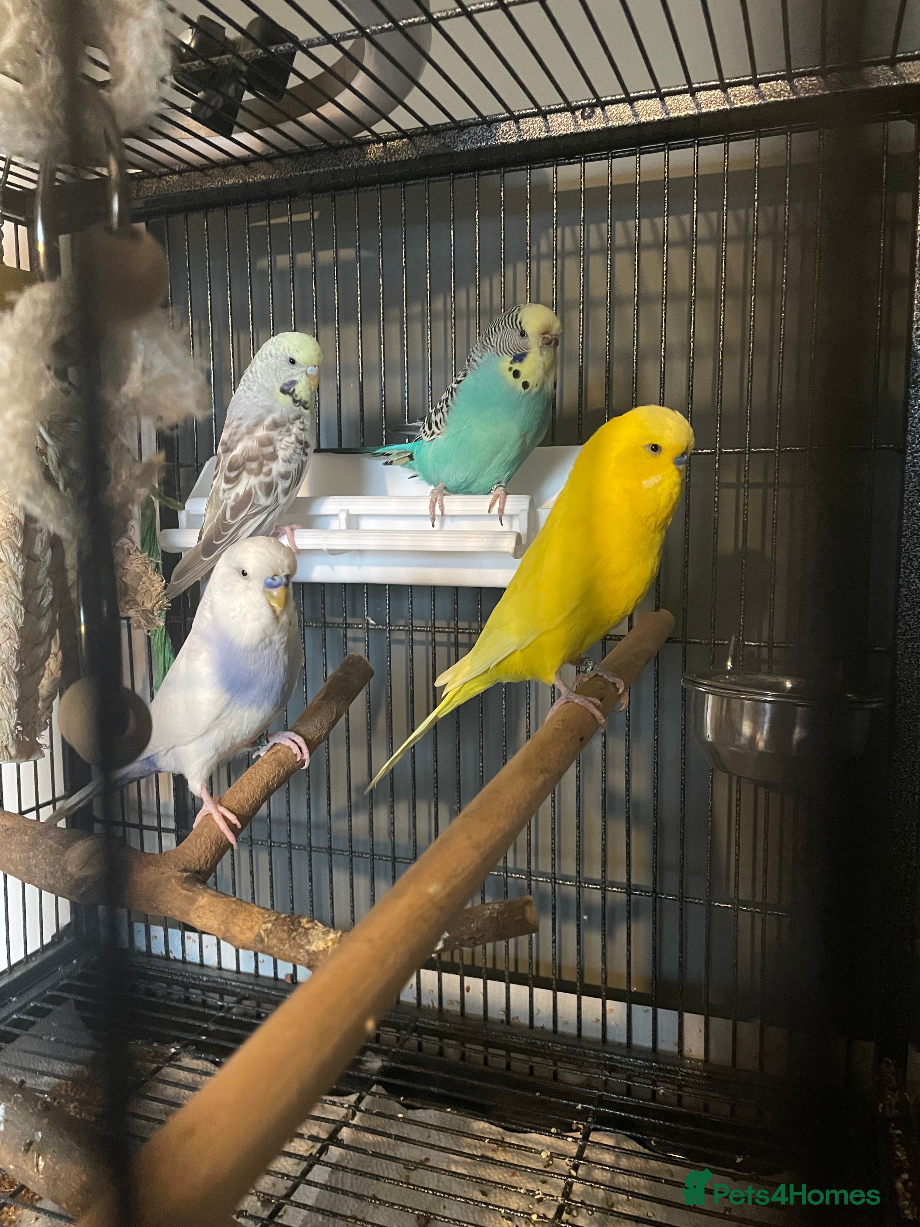 Budgerigars birds Four budgies (sold as a group) - Advert 1