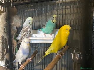 Budgerigars birds Four budgies (sold as a group) - Advert 1