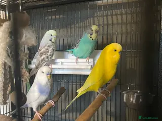 Budgerigars birds Four budgies (sold as a group) - Advert 20