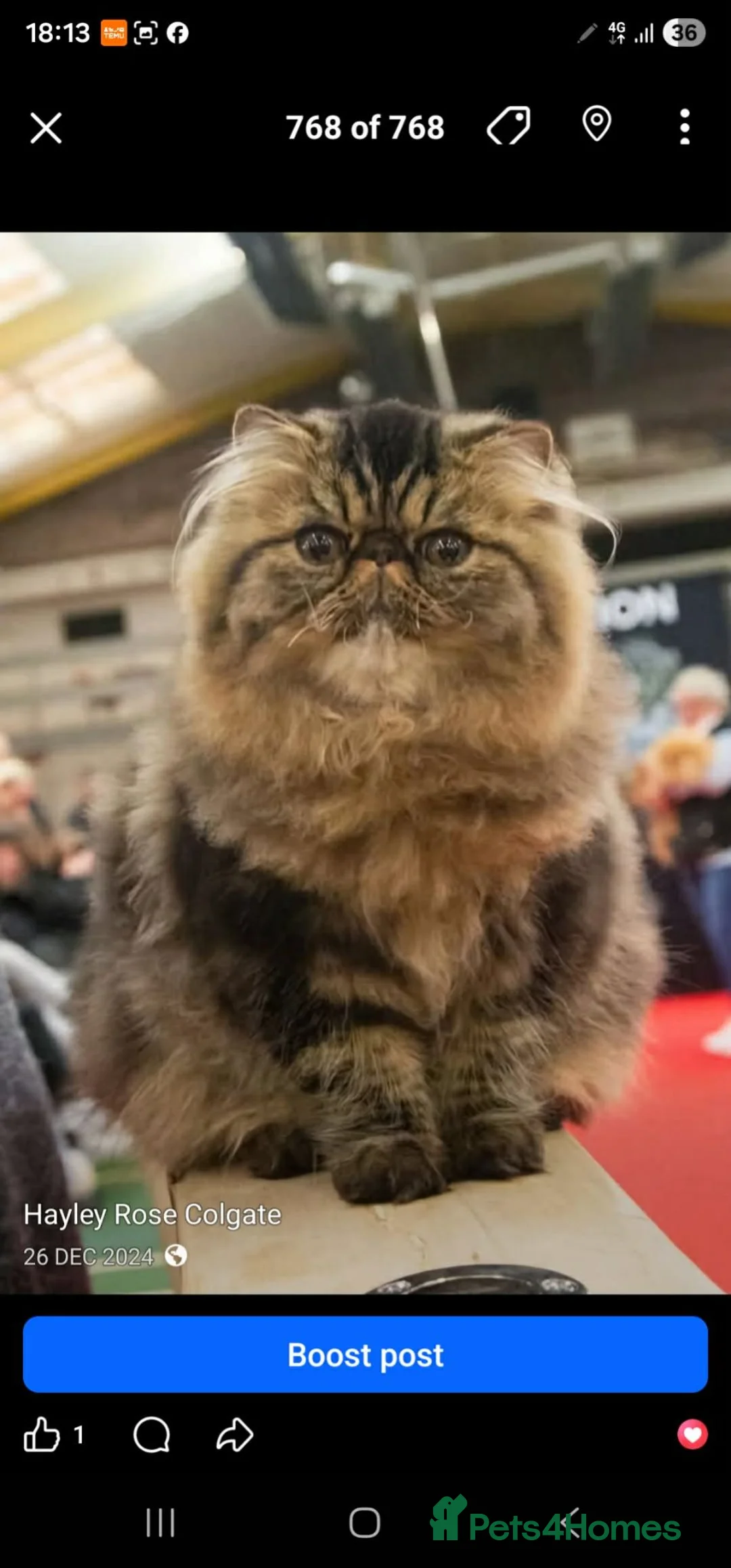 Persian cats for sale: CH Teddy Persian - Amazing cat - Advert 2