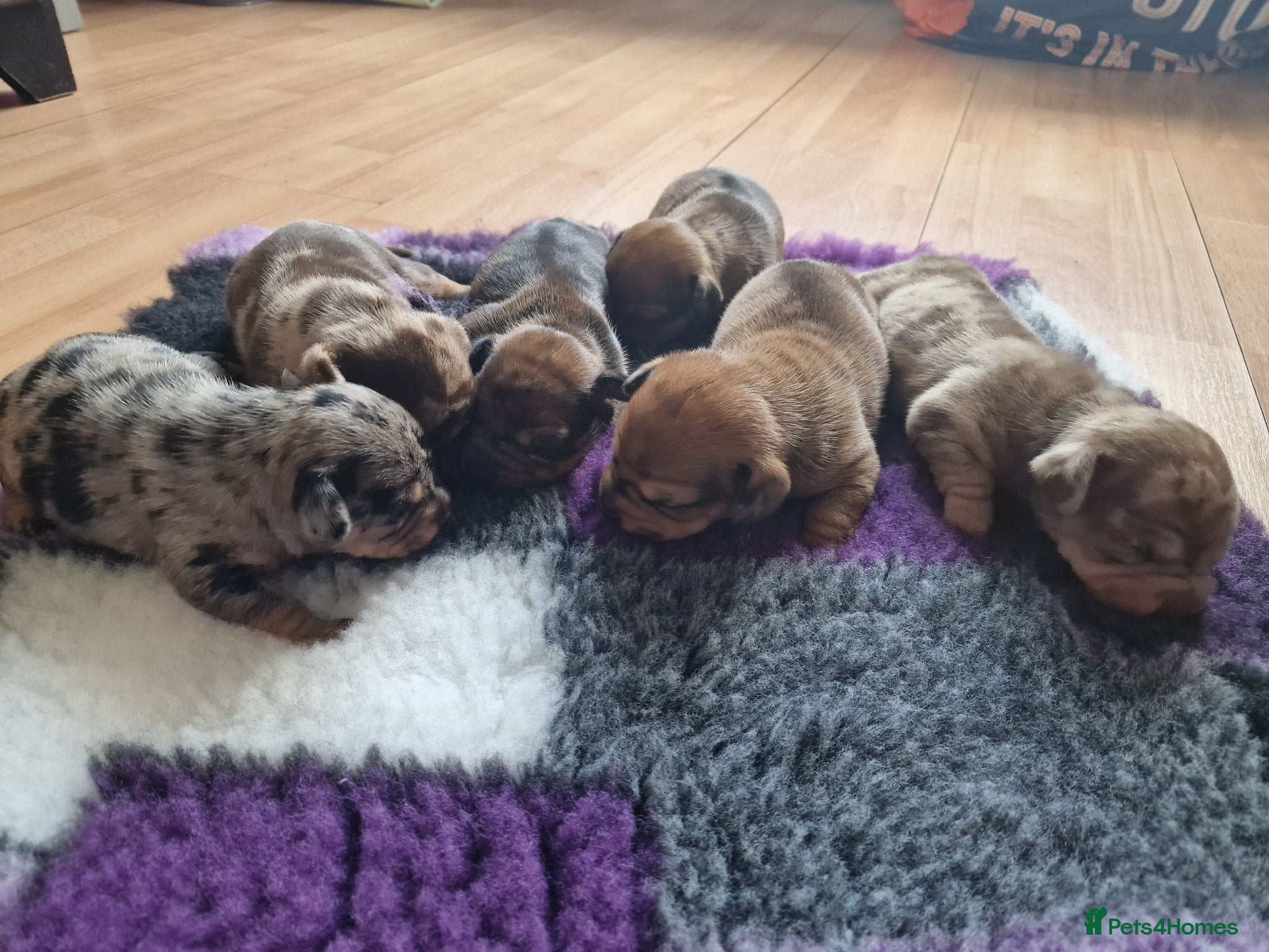 Mixed Breed dogs for sale: French Bulldog x Miniature Dachshund Puppies - Advert 5