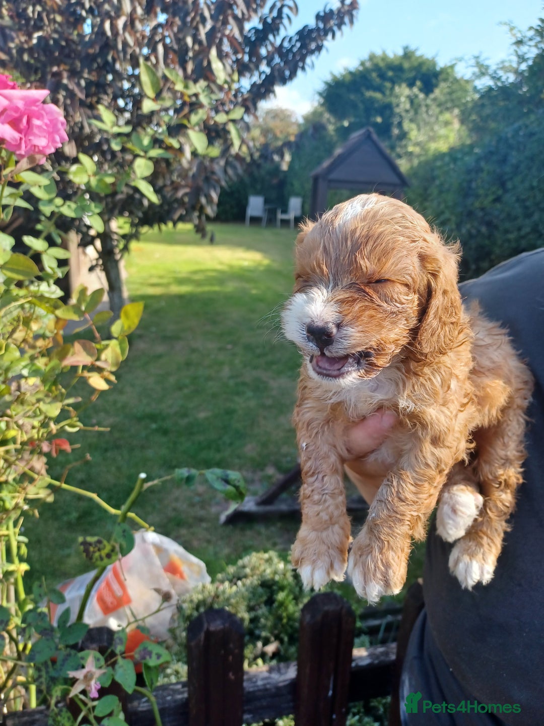 Cockapoo dogs for sale: Last one cockerpoo boy foxred  - Image 13