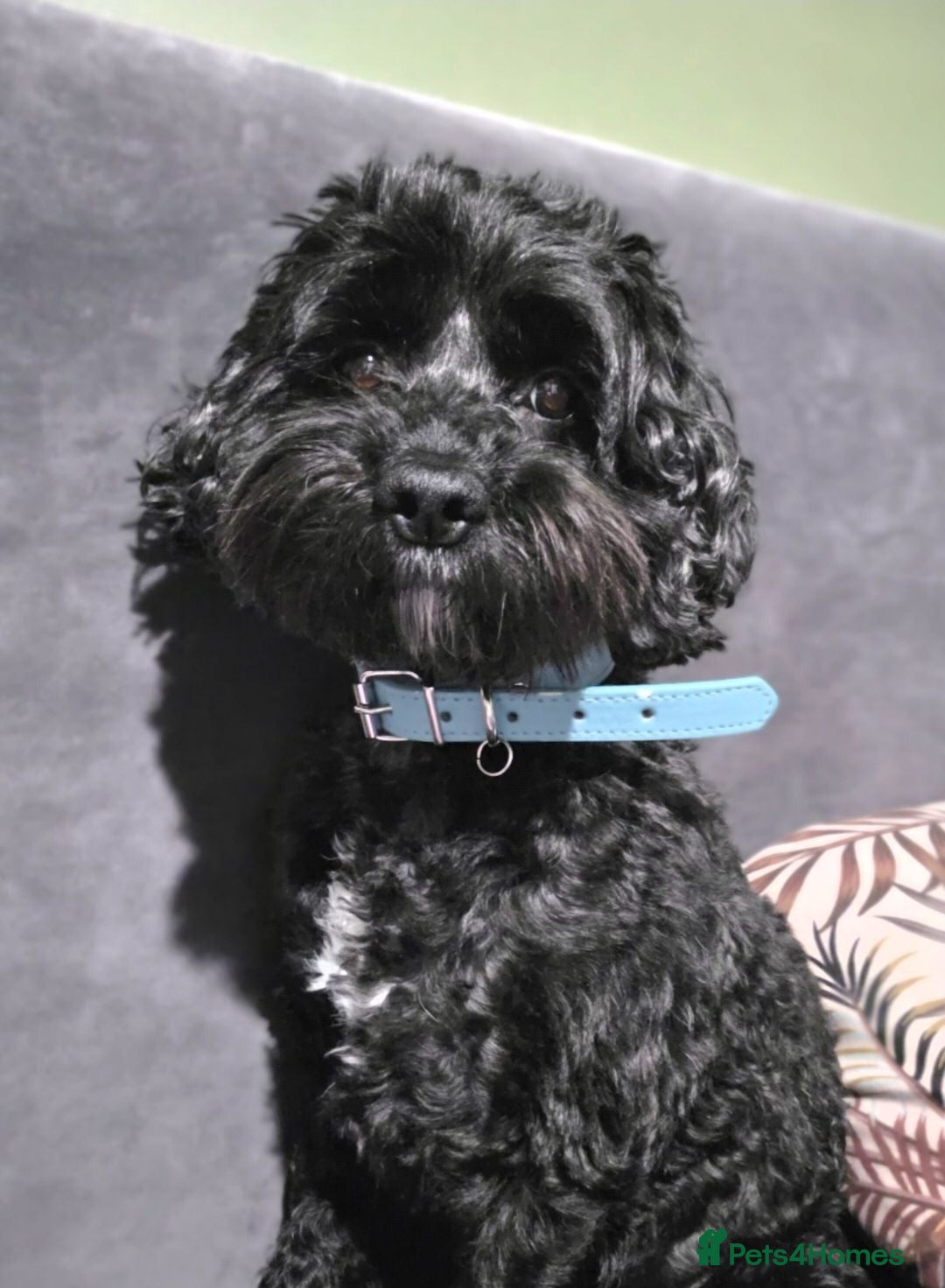 Cockapoo dogs GORGEOUS AMERICAN COCKAPOO PUPPIES FOR SALE 🐾 - Advert 2