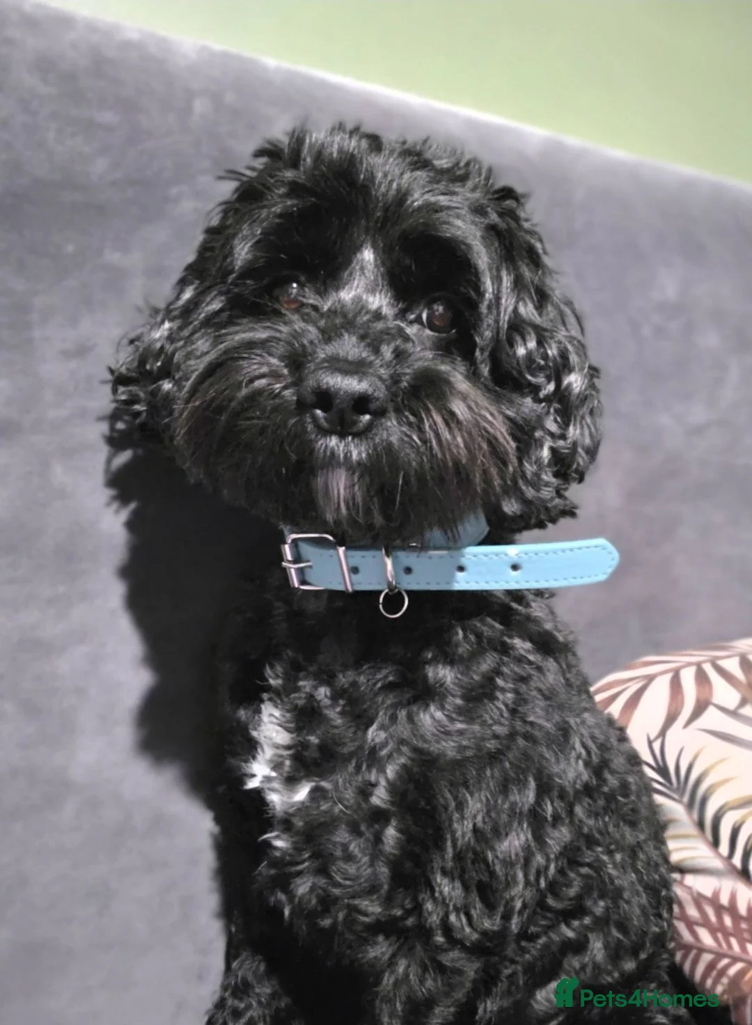Cockapoo dogs for sale: GORGEOUS AMERICAN COCKAPOO PUPPIES FOR SALE 🐾 - Advert 2