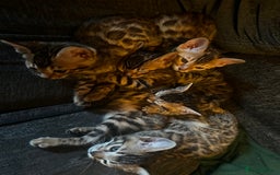 Bengal cats for sale: Lovely Bengal Kittens Looking for Loving Homes! 🐾 - Image 4