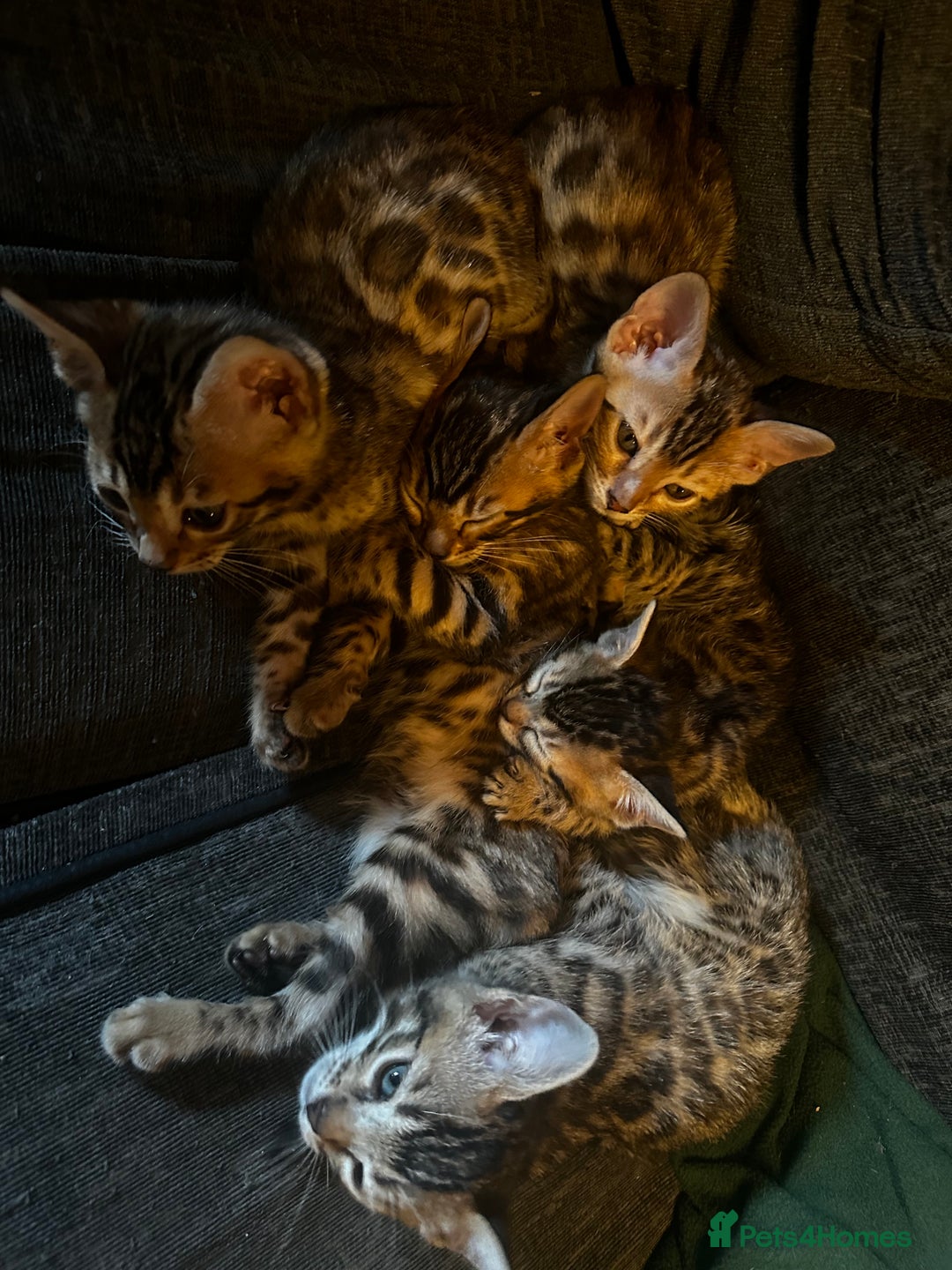 Bengal cats for sale: Lovely Bengal Kittens Looking for Loving Homes! 🐾 - Image 4