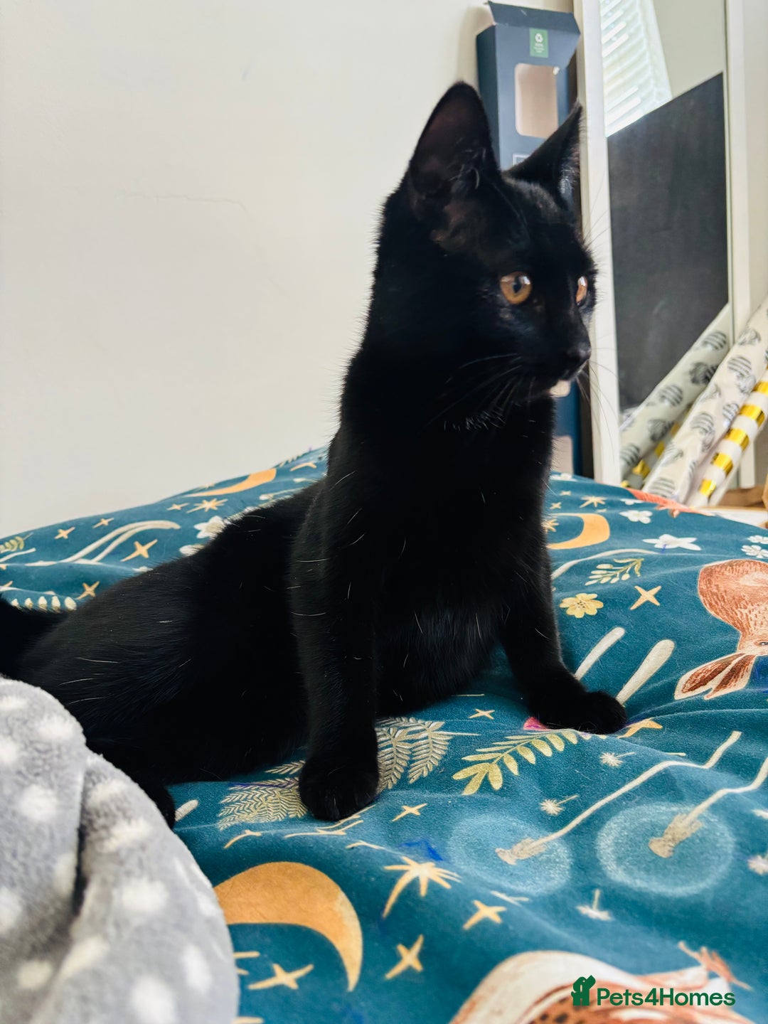 British Shorthair cats for sale: Black female kitten  - Advert 4