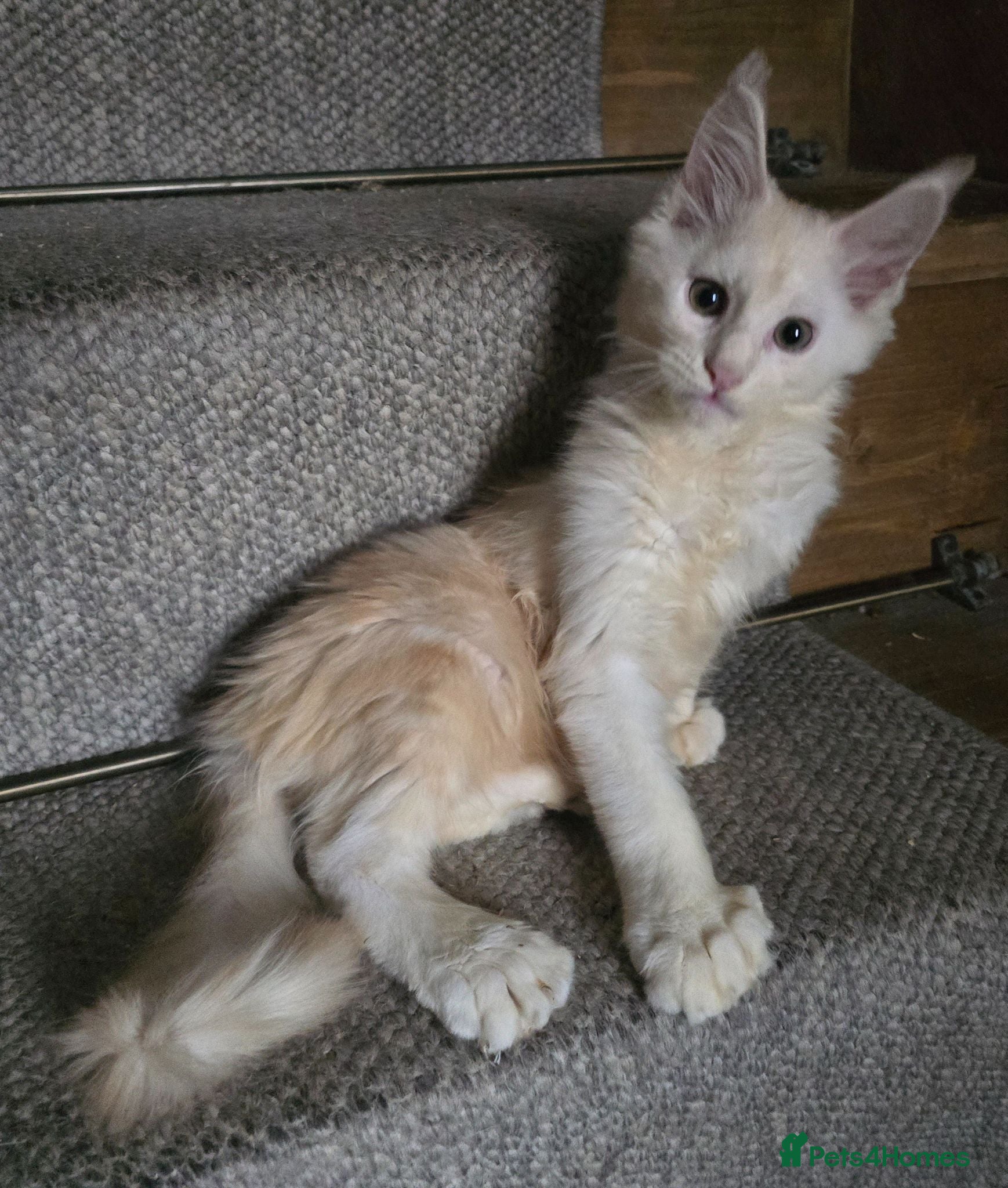 Maine Coon cats Ready now Boy  - Advert 2
