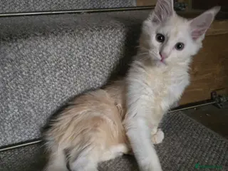 Maine Coon cats for sale: Ready now Boy - Advert 4
