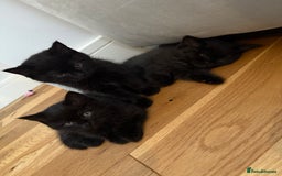 British Shorthair cats for sale: 🐾 Beauitful British Short Hair X 🐾  - Image 6