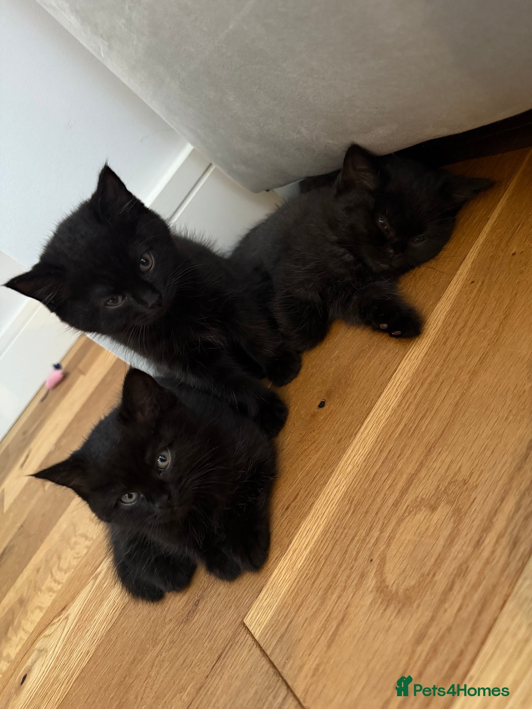 British Shorthair cats for sale: 🐾 Beauitful British Short Hair X 🐾  - Image 6