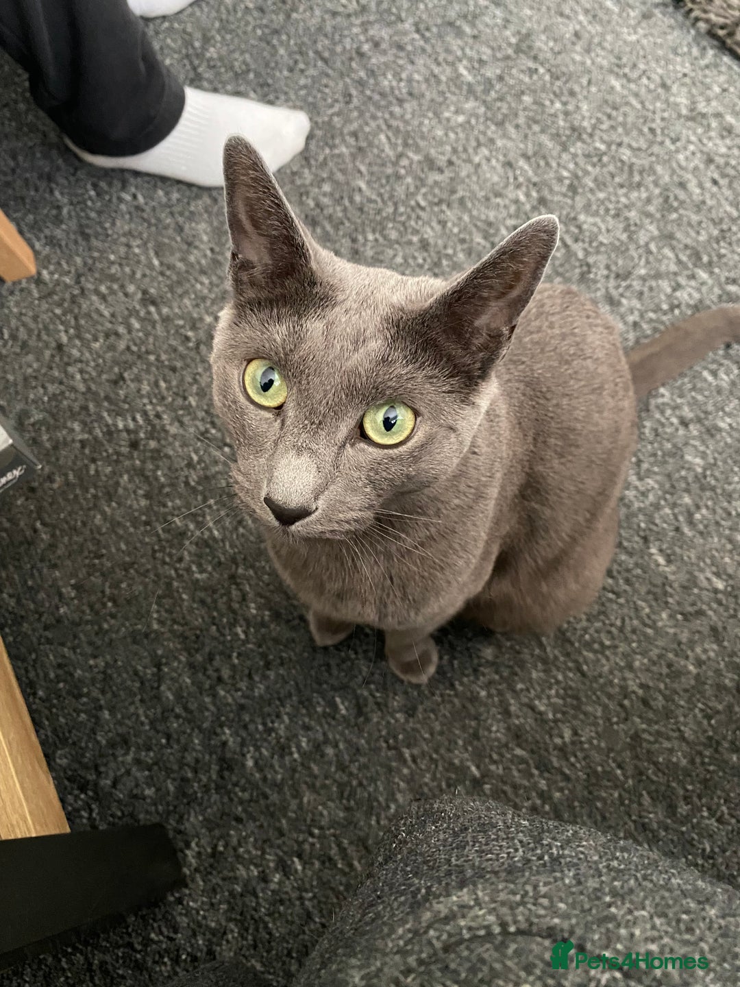 Russian Blue cats for sale: Russian Blue male - Advert 4