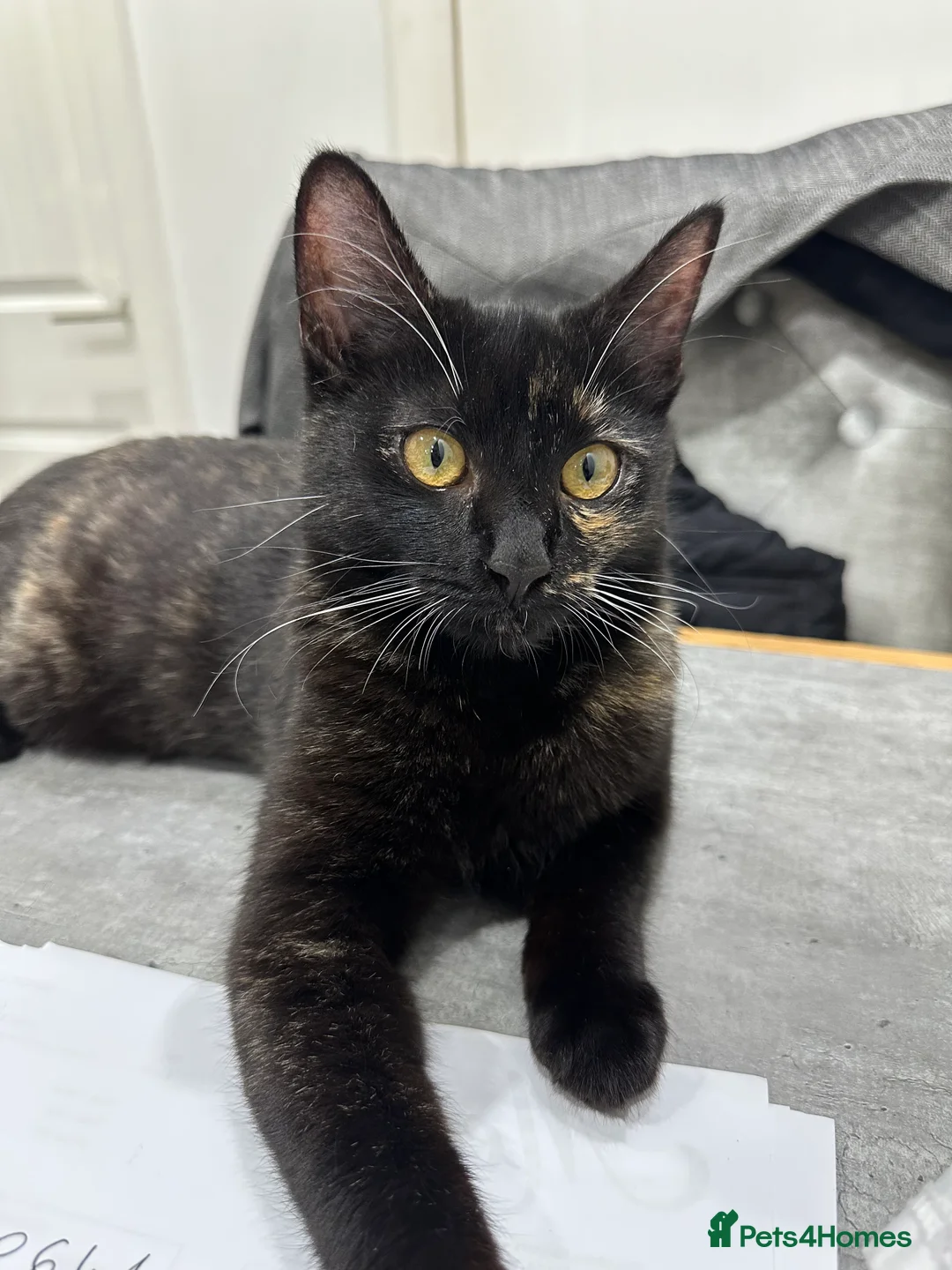 Domestic Shorthair cats for sale: IVA - a perfect cat !  - Advert 2