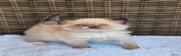 Ragdoll cats for sale: GCCF Registered Ragdoll Kittens  - Advert 3