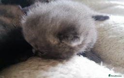 Scottish Fold cats for sale: Schotish fold  - Image 1