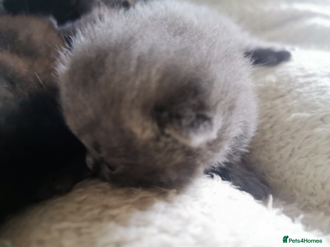 Scottish Fold cats for sale: Schotish fold  - Image 1