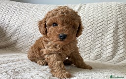 Cockapoo dogs for sale: Exquisite F2bb cockapoo pups - Image 1