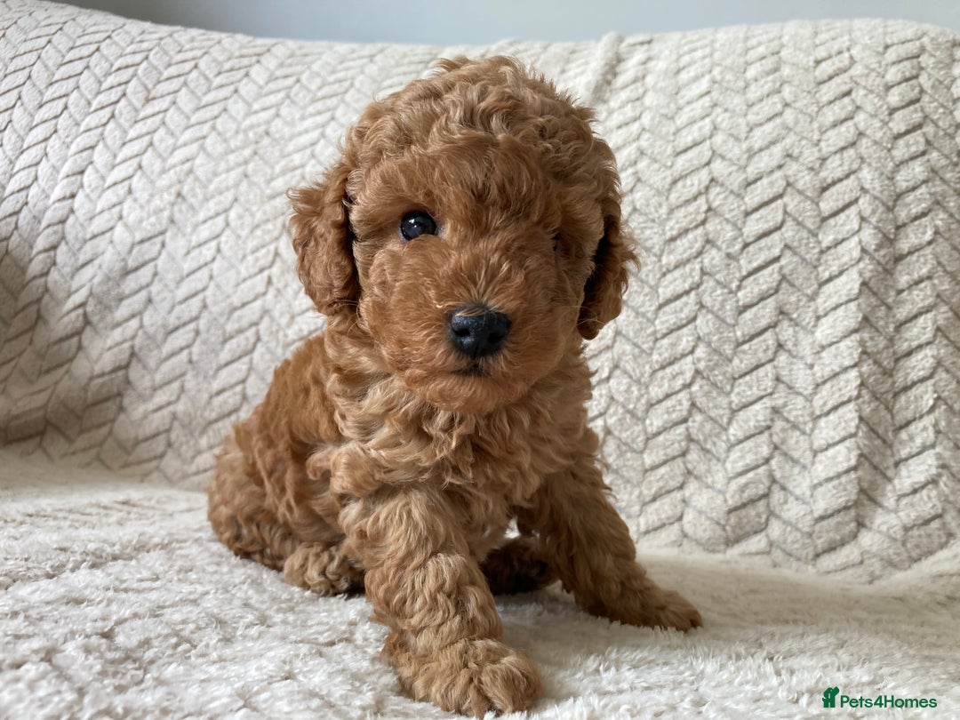 Cockapoo dogs for sale: Exquisite F2bb cockapoo pups - Image 1