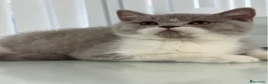 British Shorthair 1