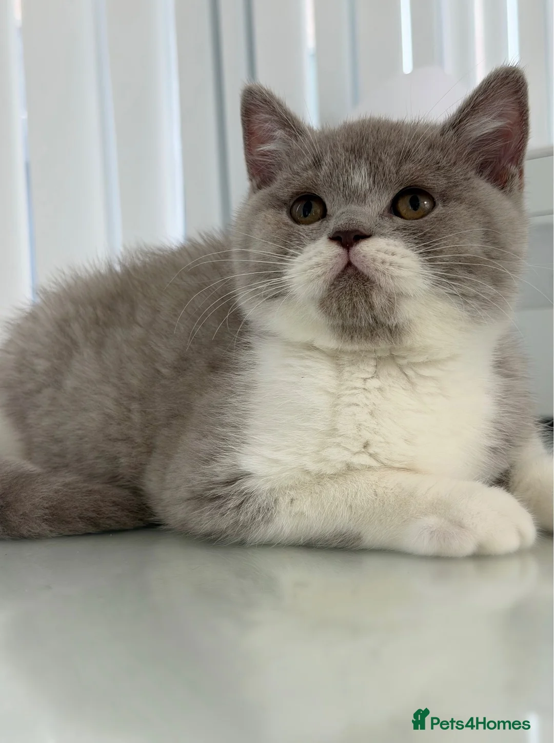 British Shorthair cats for sale: GCCF QUALITY BRITISH SHORTHAIR KITTENS - Advert 10
