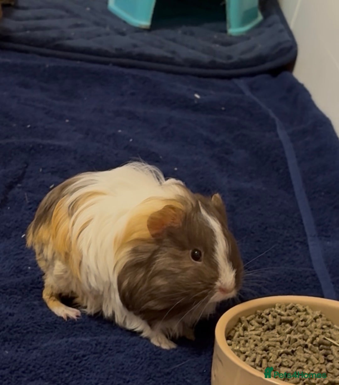Guinea Pig rodents for sale: 2 Beautiful long haired girls  - Advert 20