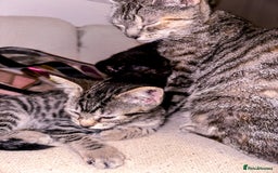 Mixed Breed cats for sale: Pretty little girls  - Image 21