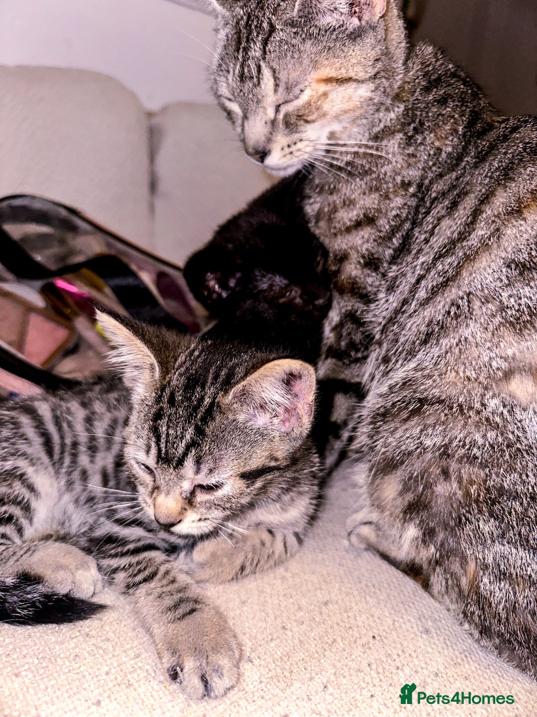 Mixed Breed cats for sale: Pretty little girls  - Image 21