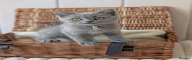 Purple collar – blue British Shorthair boy