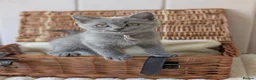 British Shorthair cats for sale: 🐾 Beautiful British Shorthair / Longhair Kittens  - Advert 15