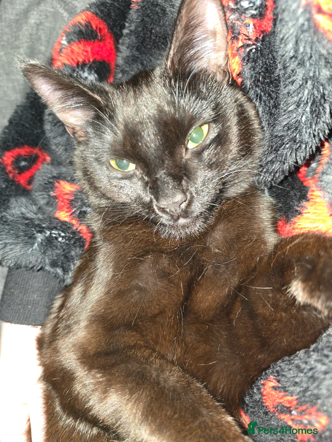 Bombay cats for sale: Female Cat (Nyx) - Advert 5