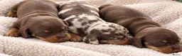 Miniature Dachshund dogs for sale: Miniature Daschund  - Advert 3