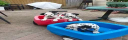 Dalmatian dogs for sale: 1 boy , 2 girls left  - Advert 9