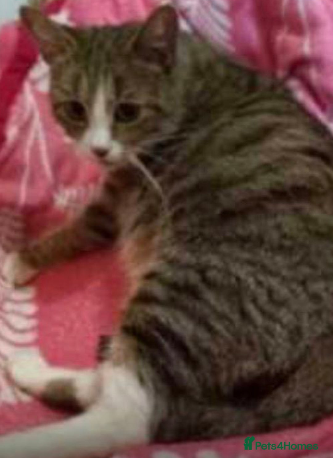 Mixed Breed cats for sale: 2 cute kittens  - Advert 2