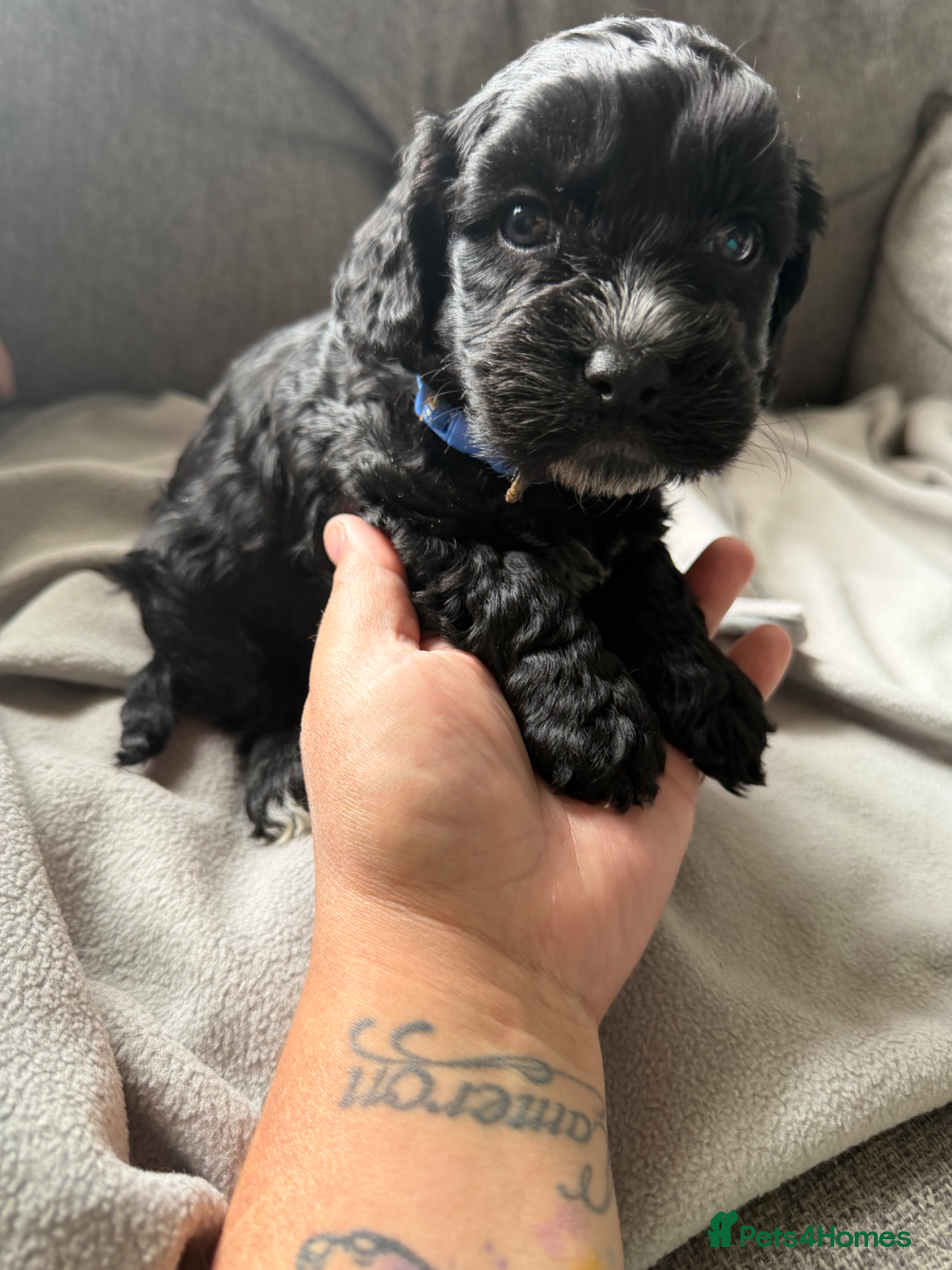 Cockapoo dogs for sale: Beautiful cockapoos - Advert 18