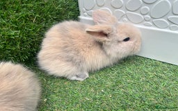 Lionhead rabbits for sale: Lionhead bunnies  - Image 11