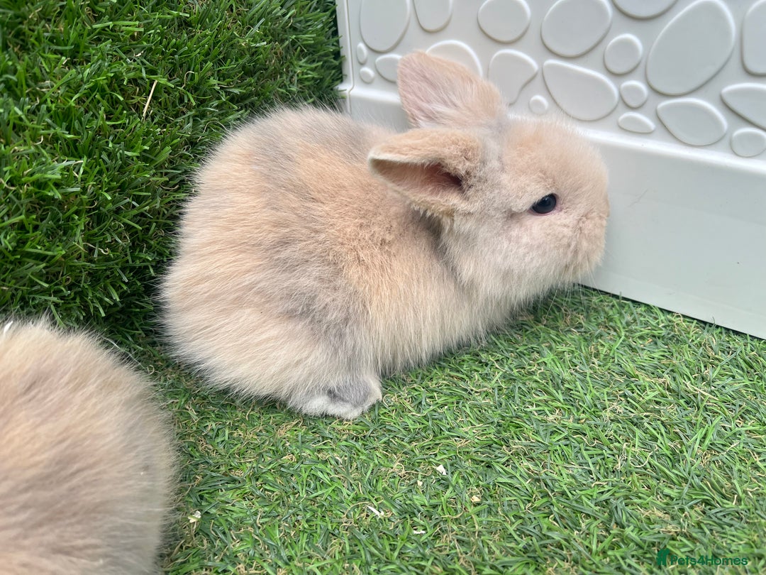 Lionhead rabbits for sale: Lionhead bunnies  - Image 11