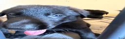 German Shepherd dogs for sale: 8 German Shepard puppies 4 black 4 Black and Tan  - Advert 12