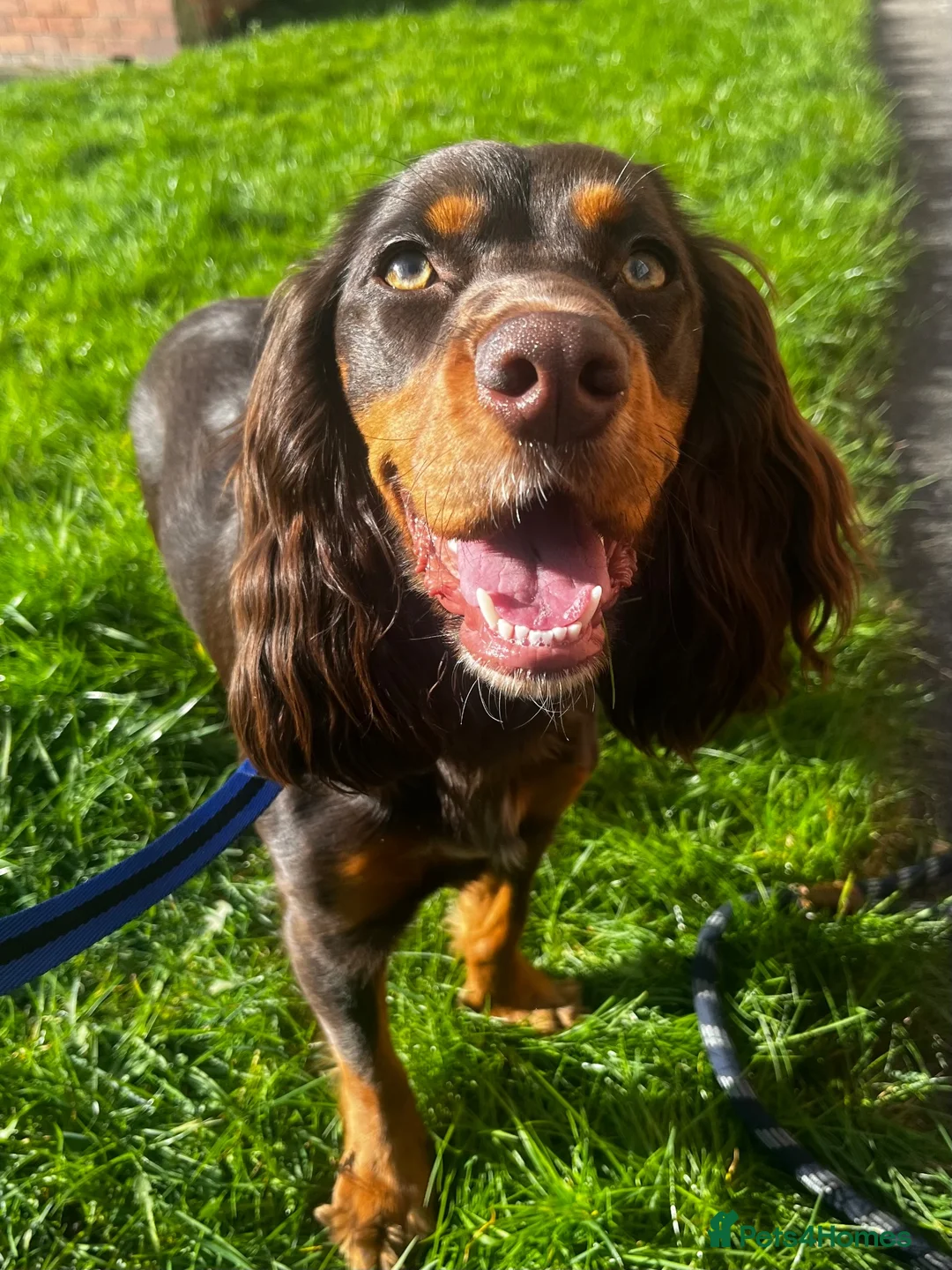 Cocker Spaniel dogs for sale: cocker spaniel for rehome in Ferryhill - Advert 1