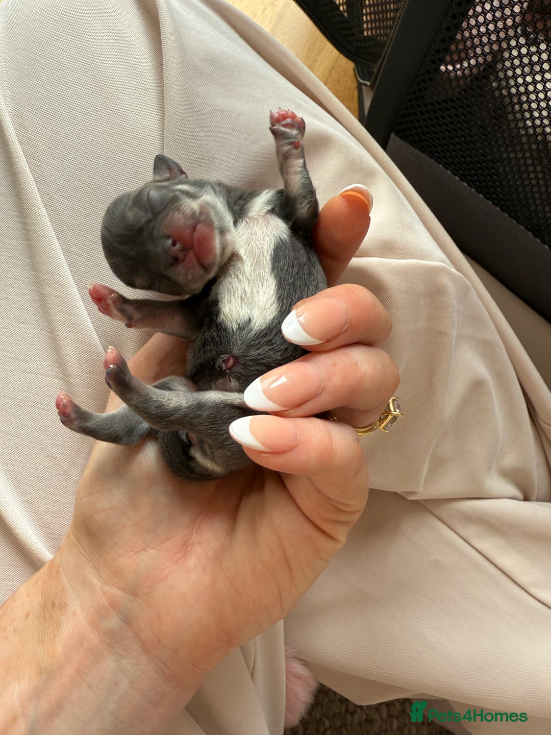 Chihuahua dogs for sale: Beautiful chihuahua Pups for sale  - Image 10