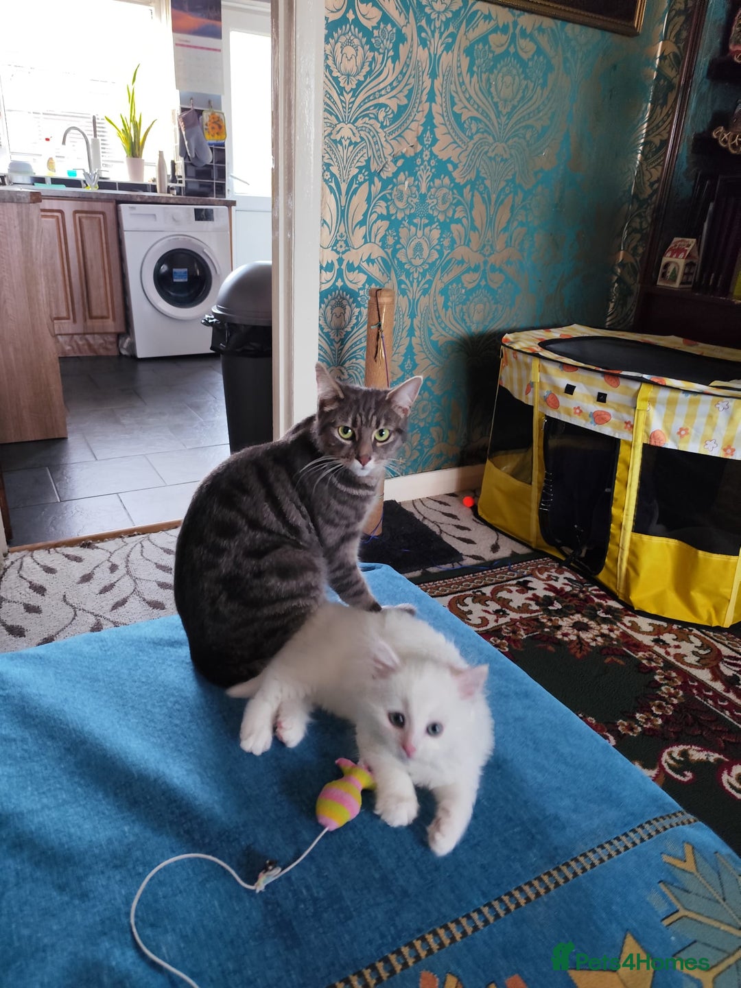 Mixed Breed cats for sale: Beautiful male kitten ready for new home - Advert 1