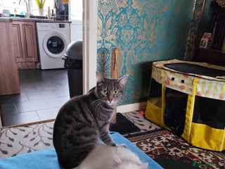 Mixed Breed cats Beautiful male kitten ready for new home - Advert 2